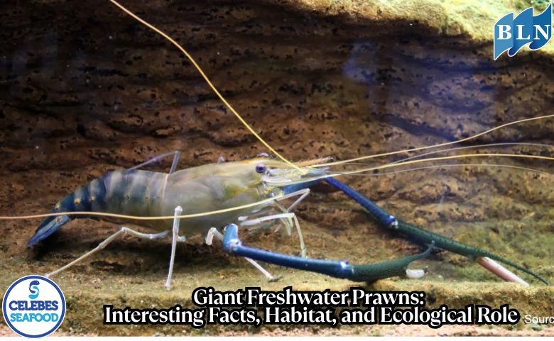 Giant Freshwater Prawns: Interesting Facts, Habitat, and Ecological Role